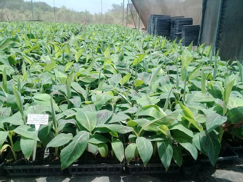 PRODUCTORAS